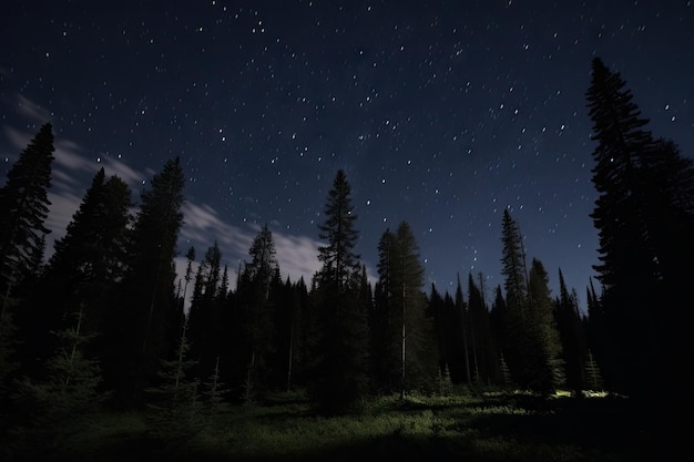 Spruce forest at night with stars visible in the sky