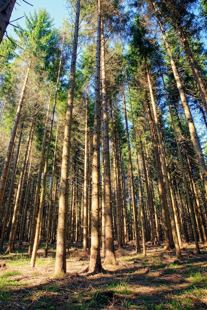 Еловый лес, Словения