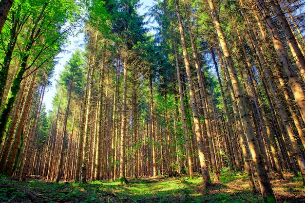 Spruce forest, Slovenia