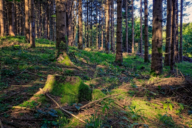 Foresta di abeti rossi, slovenia