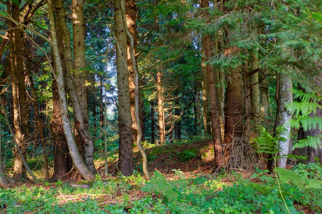 Photo spruce forest, slovenia