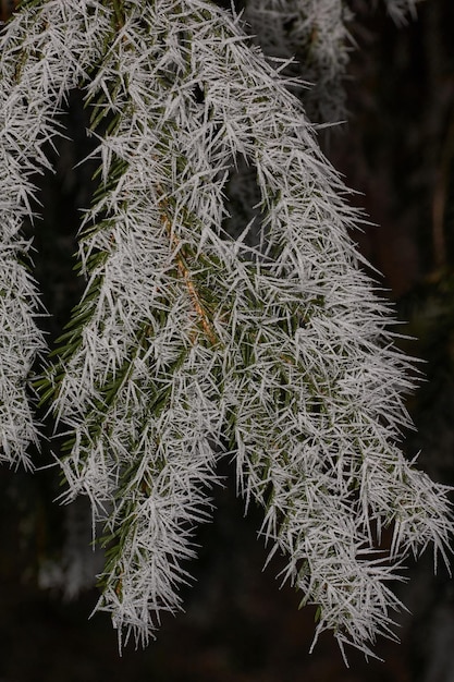 Abete rosso nel gelo magia invernale