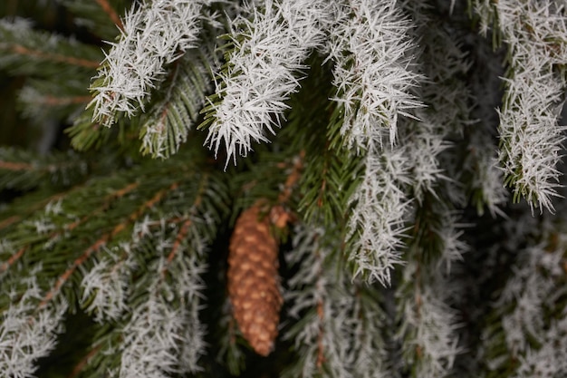 Spruce in frost. Winter magic.