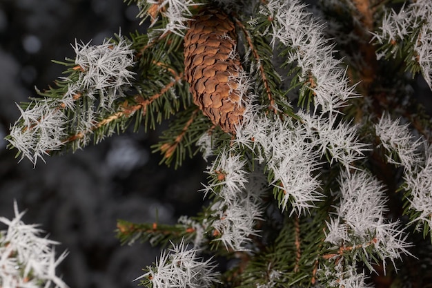 Spruce in frost. Winter magic.