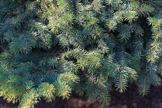 Spruce green coniferous tree branches