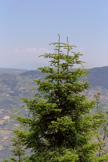Spruce growing in the mountains