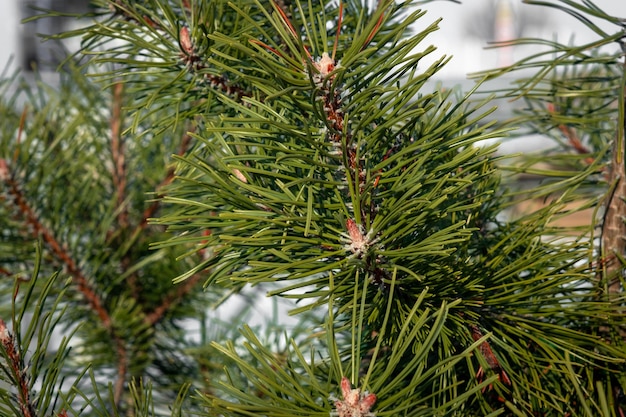 Spruce needles closeup A branch of a coniferous tree Cedar pine tree