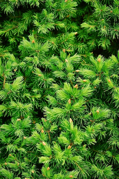 Foto spruce of dennenboom jonge takken in het bos bloeiende spruce in de lente close-up