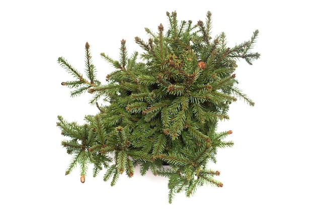 Spruce picea abies pusch with cones isolated on white background. Conifers. Christmas tree. New Year