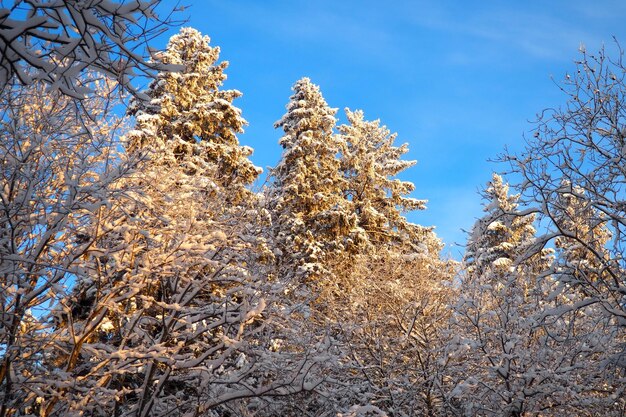 スプルス・ピセア (Spruce Picea) は,松科ピナセア (Pinaceae) の常緑樹である.常緑樹は,北ヨーロッパで広く生息する雪の冬の松樹林である.