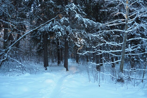 スプルス・ピセア (Spruce Picea) は,松科ピナセア (Pinaceae) の常緑樹である.常緑樹は,北ヨーロッパで広く生息する雪の冬の松樹林である.