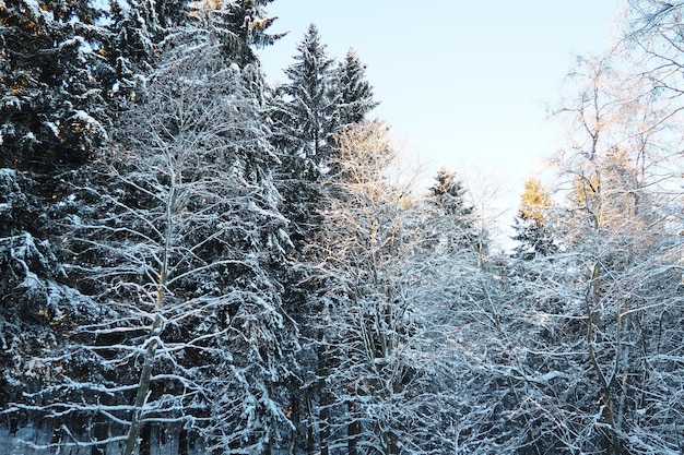 피세아 (Picea) 는 소나무과 피나세아 (Pinaceae) 에 속하는 소나무과의 상록수 나무이다. 일반적인 소나무 또는 노르웨이 소나무 Picea abies는 북유럽에 널리 분포한다. 겨울에는 눈이 많이 내리는 소나무 숲이다.
