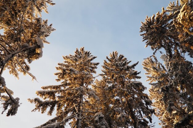 Spruce picea is een naaldboom van de pijnbomenfamilie pinaceae.