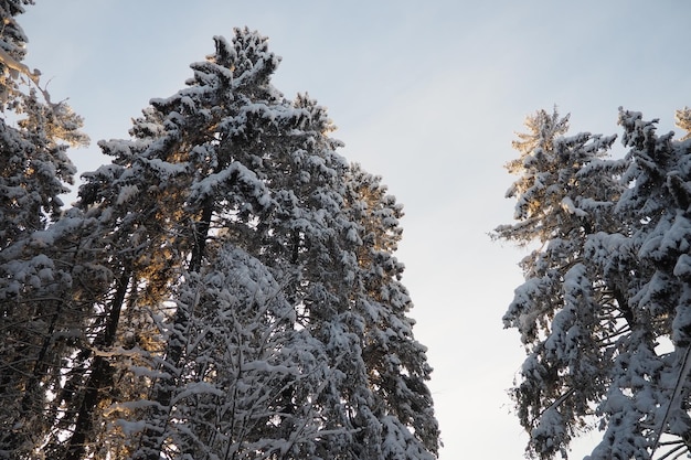 Spruce picea is een naaldboom van de pijnbomenfamilie pinaceae.