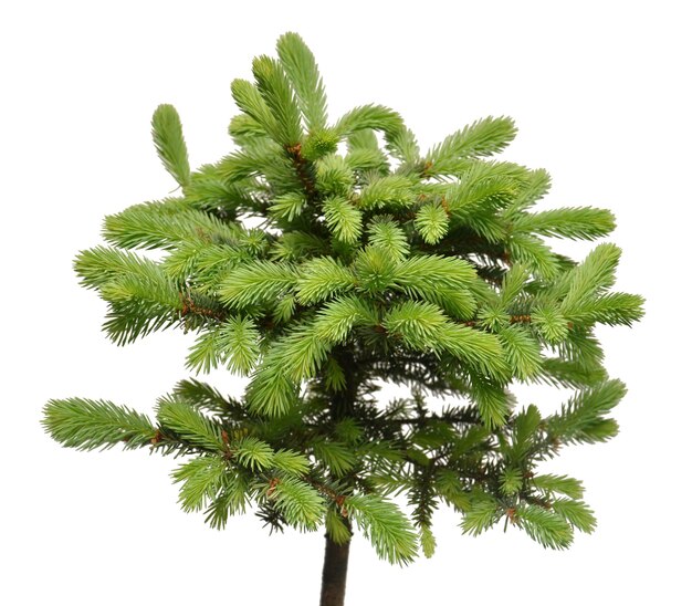 Spruce picea pungens glauca globosa isolated on white background Conifers Christmas tree New Year Flat lay top view
