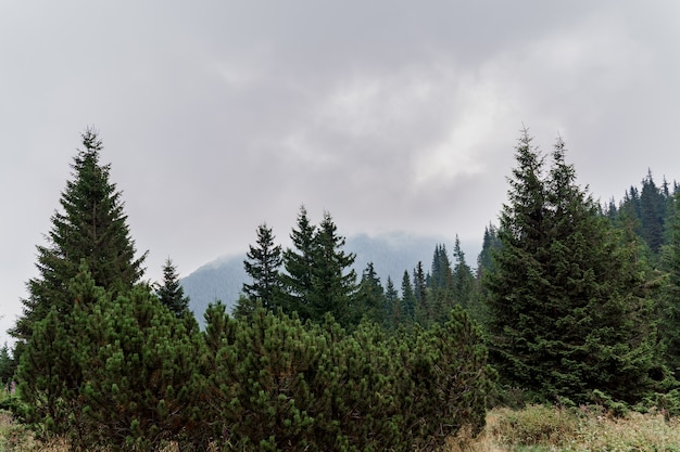 Karpathians 산에서 비오는 날과 안개가 자욱한 날에 스프루스