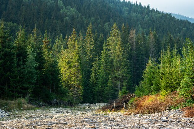 Foto spruce ree en bergen landschap groen nationaal park