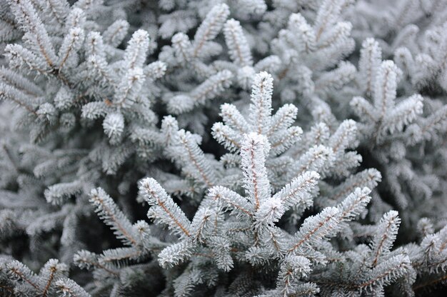 雪の中のスプルース。スプルースの枝に霜