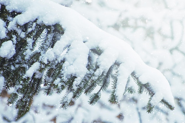 冬の雪の中のトウヒ