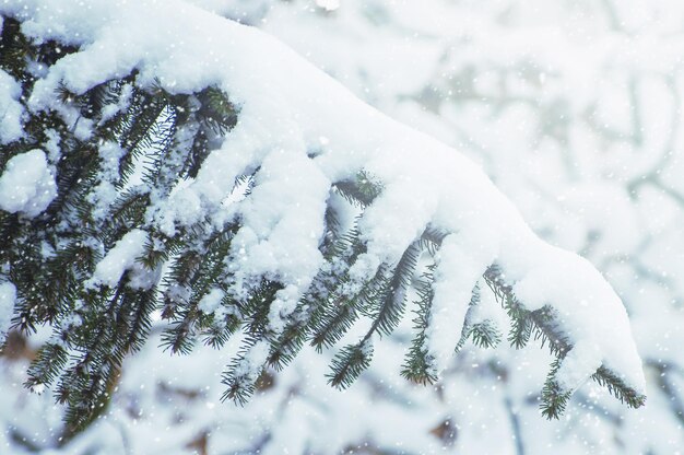 冬の雪の中のトウヒ