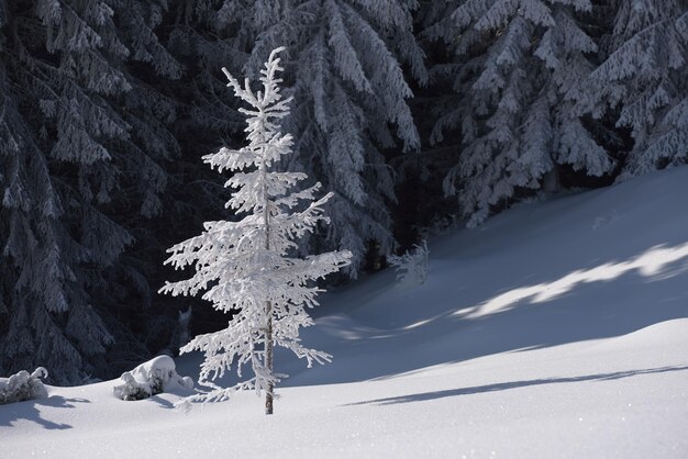 Spruce in snow