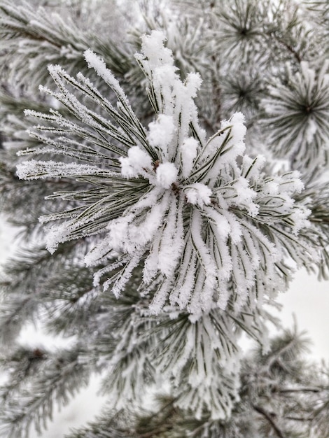 Spruce in snow