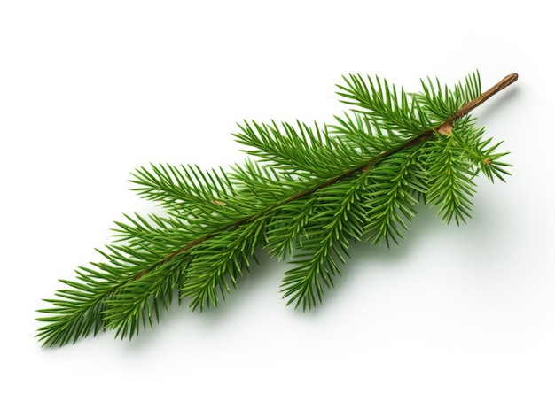 Spruce Spruce Spruce Twig