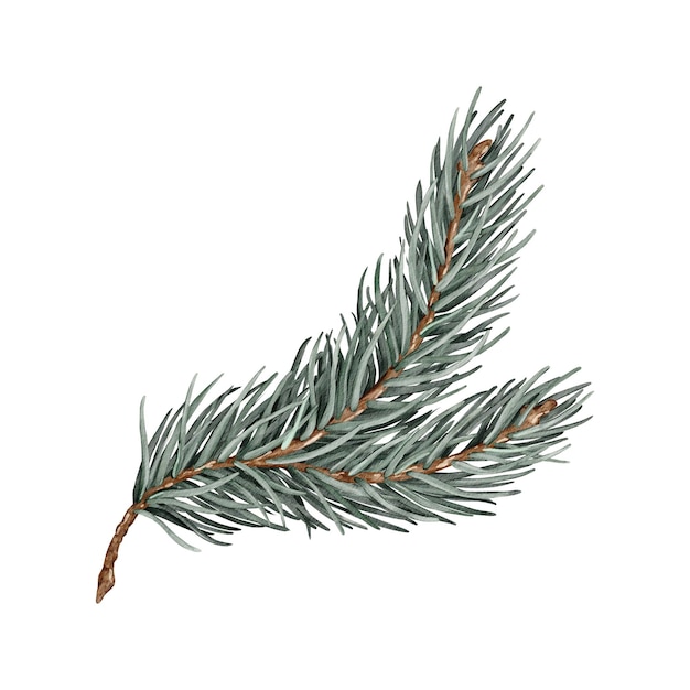 Spruce tak met groene naalden Hand getekende aquarel illustratie Geïsoleerde clipart