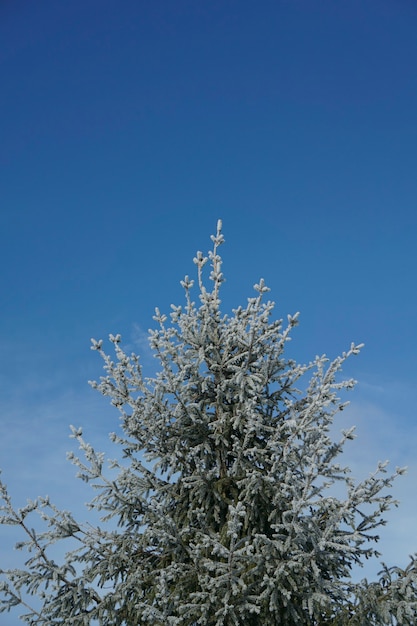 雪に覆われたトウヒの木の枝