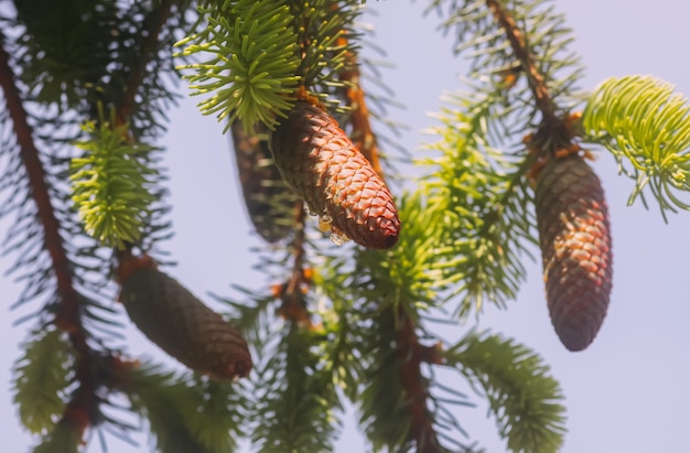 Spruce tree branches in summer park