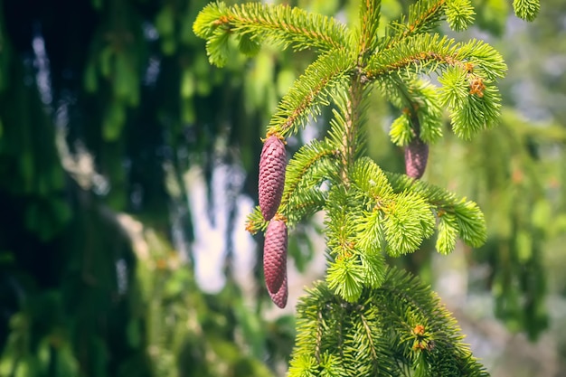 Spruce tree branches in summer park