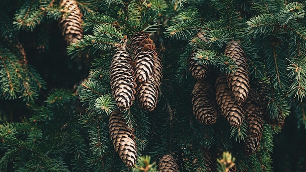 Spruce tree branches with many cones closeup fir tree background