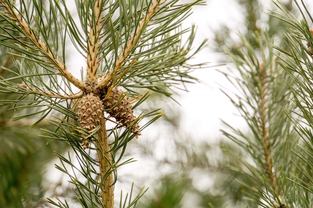 Spruce Tree Branches