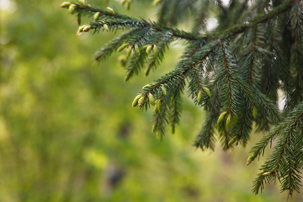 Spruce tree fir branch with fresh light green spruce buds in spring time nature photography in may