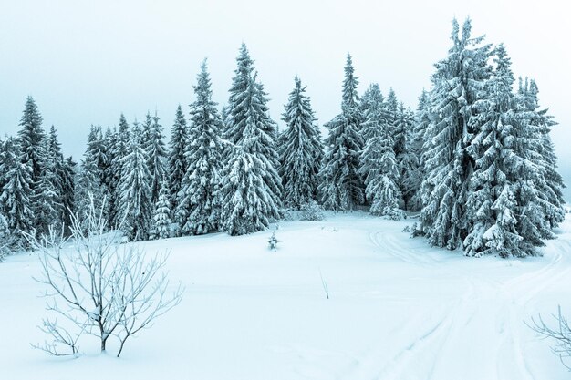 冬の風景の雪に覆われたトウヒの木の森