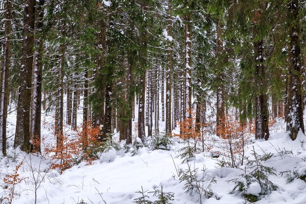 Еловый лес, покрытый снегом зимой, живописный вид на заснеженные ели в морозный день