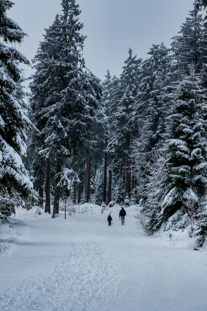 Spruce tree forest covered by snow in winter picturesque view\
of snowcapped spruces on a frosty day