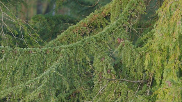 The spruce tree natural ecology evergreen the bush of trees is lush and vivid still