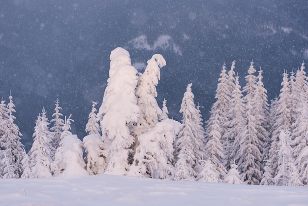 Spruce tree in the snow on a mountain hill