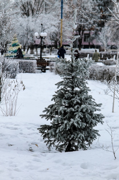 Spruce tree in the winter park