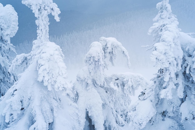 눈과 흰 서리로 덮인 가문비나무 언덕 위의 겨울 숲 산에 안개가 낀 흐린 날씨