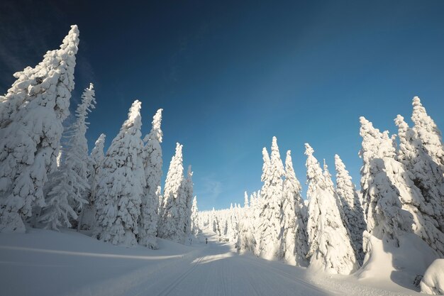 Alberi di abete rosso coperti di neve sulla cima della montagna