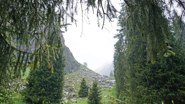 Spruce trees in the forest in the mountains