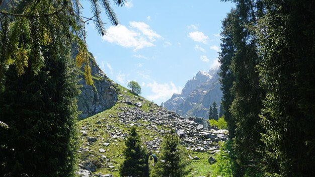 Spruce trees in the forest in the mountains