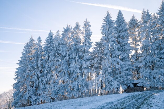 Spruce trees in the snow in winter