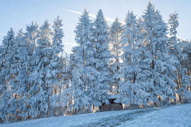 Spruce trees in the snow in winter