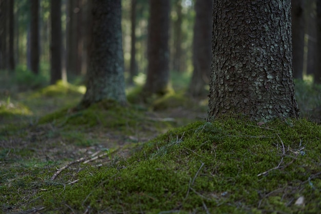 Spruce trunks in a green spring coniferous forest covered with moss