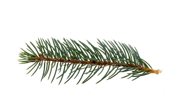 Spruce twig fir-trees branch isolated