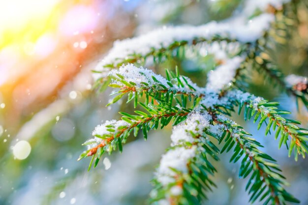 Photo spruce twig with frozen ice droplets illuminated low winter sun