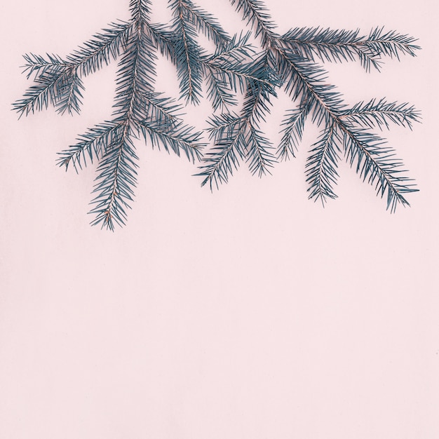 Photo spruce twigs with short needles with copy space